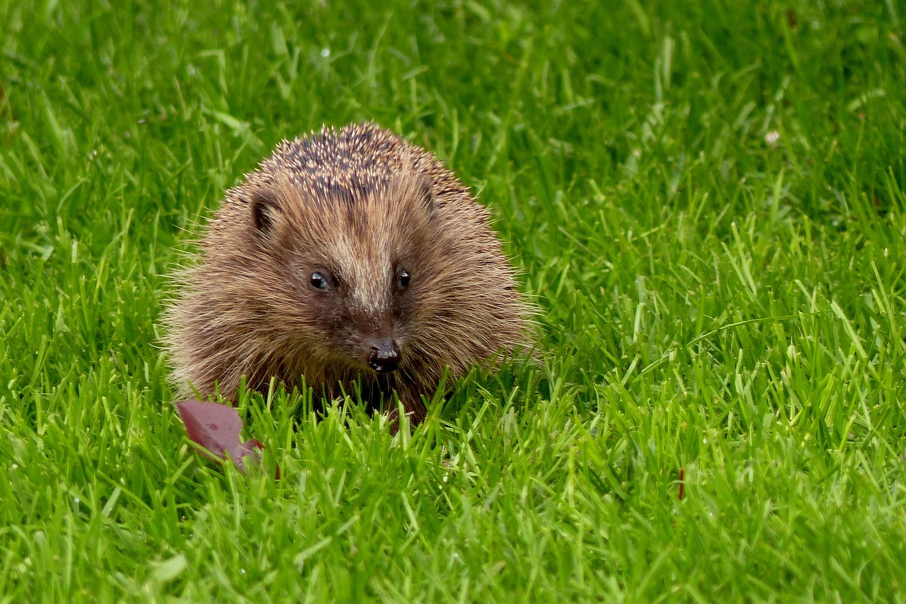 Adorable Hedgehog Crafts for Kids